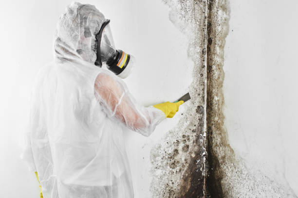 Best Attic Mold Remediation in Crystal, MN