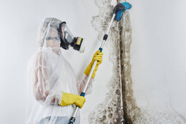 Best Health and Safety Mold Remediation in Crystal, MN
