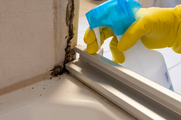 Best Industrial Mold Remediation in Crystal, MN