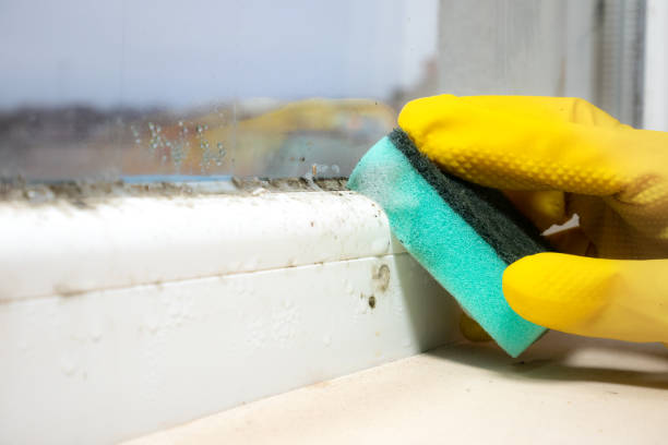 Best Basement Mold Remediation in Crystal, MN