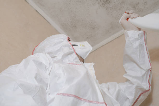 Best White Mold Remediation in Crystal, MN