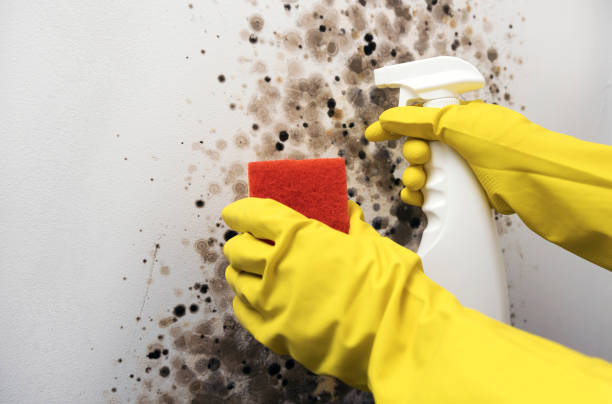 Best Residential Mold Remediation in Crystal, MN