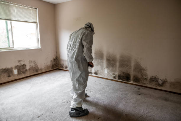 Best Residential Mold Remediation in Crystal, MN