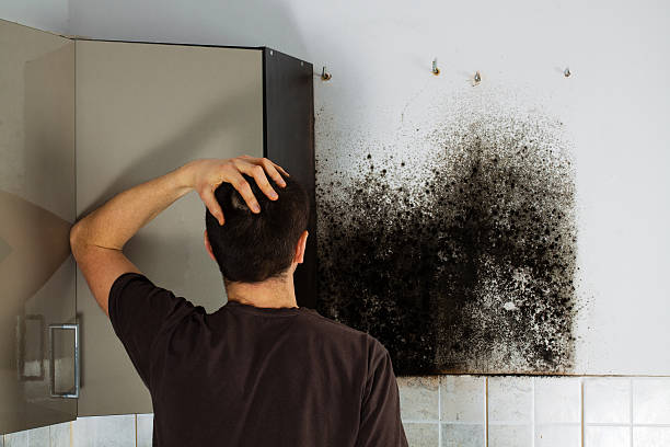 Best Black Mold Remediation in Crystal, MN